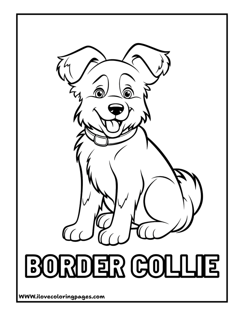 Border Collie Coloring Page