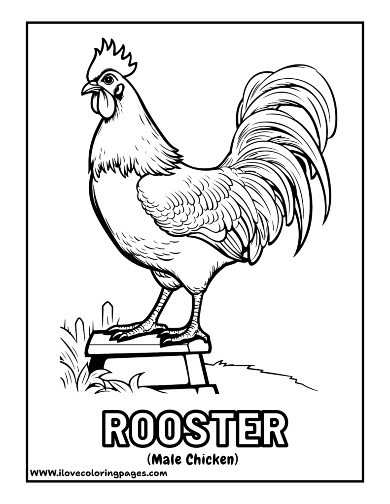 Rooster Coloring Page