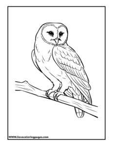 Owl Coloring Page
