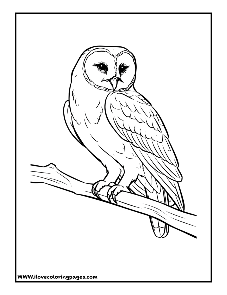 Owl Coloring Page free printable coloring page