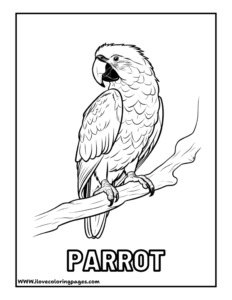 Parrot Coloring Page