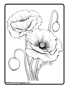 Poppy Colouring Page