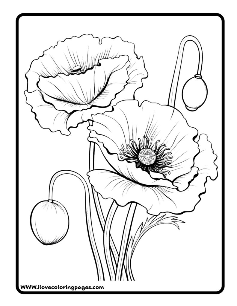 Poppy Colouring Page