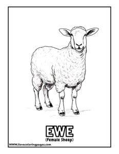 Sheep Coloring Page